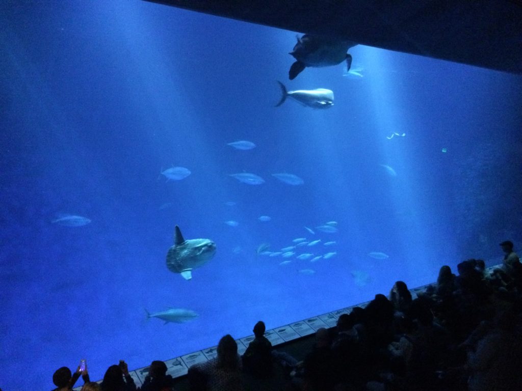The Open Sea Monterey Bay Aquarium with turtles and sunfish swimming in a tank. 
