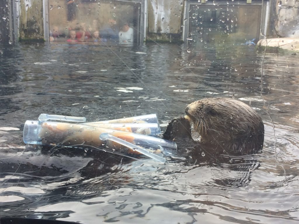 Sea Otter Feeding Time at Monterey Bay Aquarium