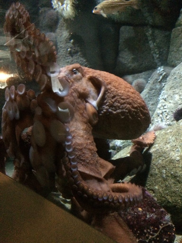 Giant Pacific Octopus Monterey Bay Aquarium