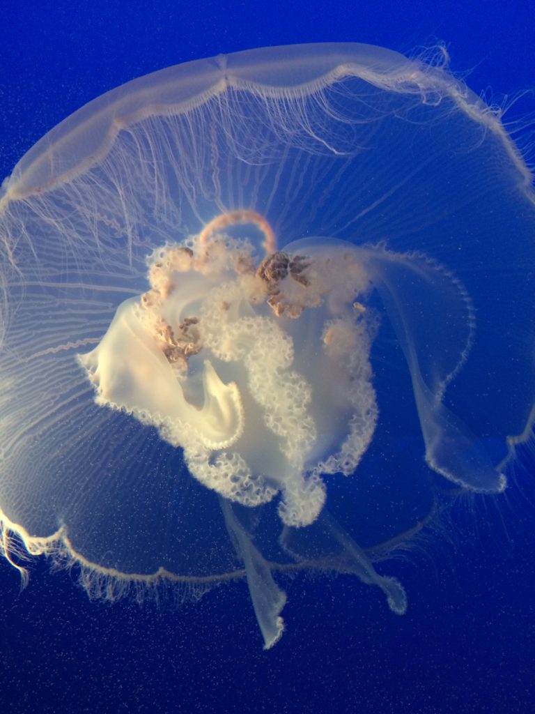 Moon JellyFish Monterey Bay Aquarium