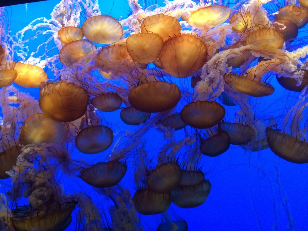 sea nettles Monterey Bay Aquarium