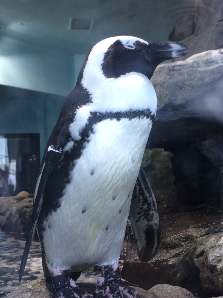 Penguin standing tall on a rock in the exhibit. 