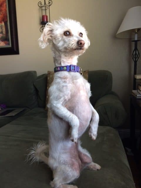 White dog standing on hind legs.