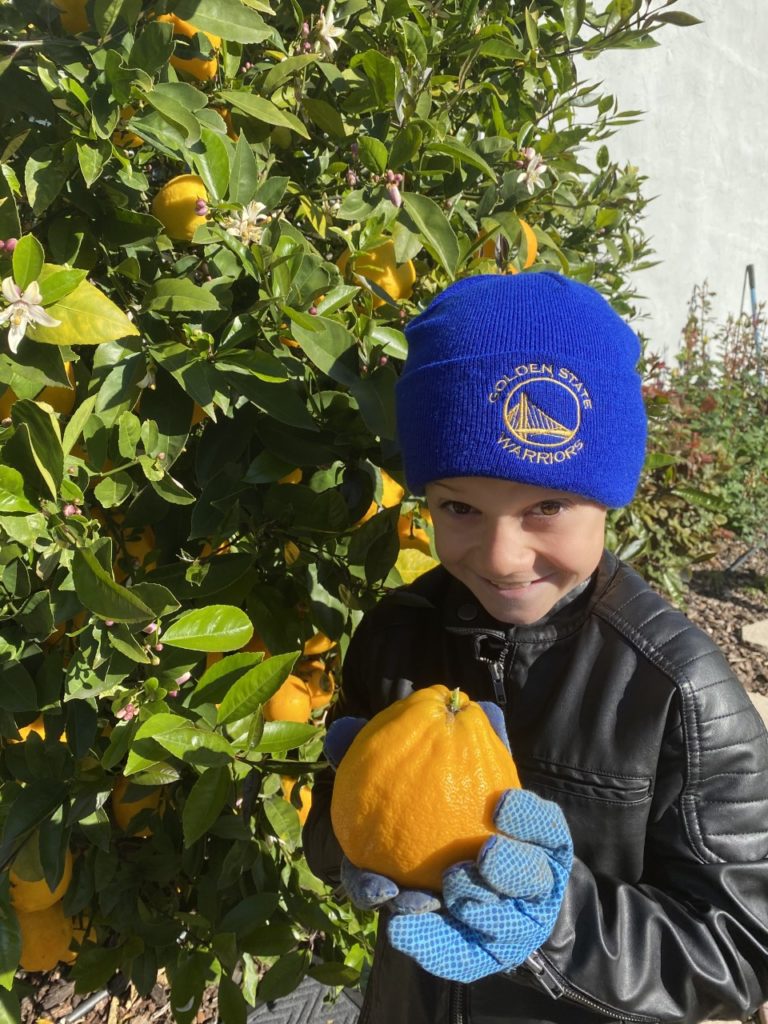 Boy holding a large lemon picked from the tree.