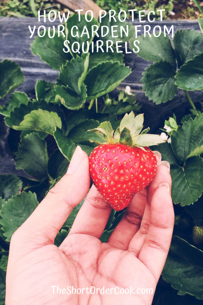 Hand holding a strawberry growing on a plant. 