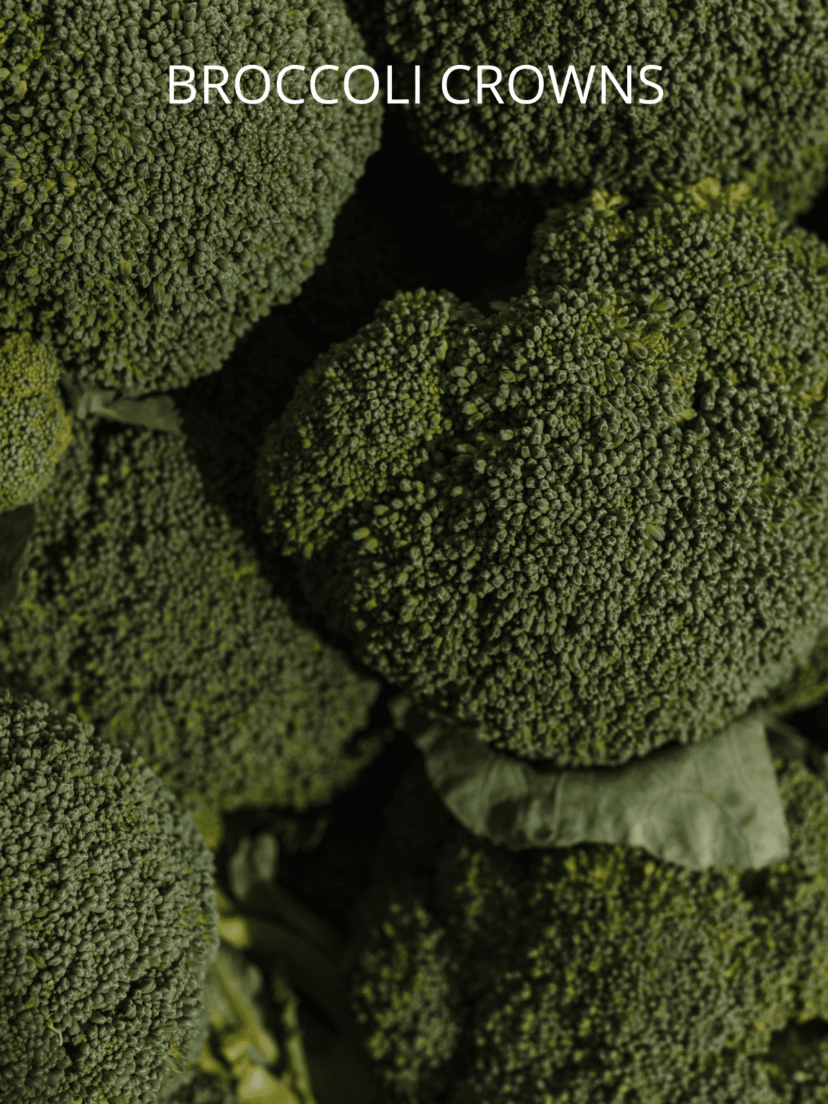 The top crowns of head of broccoli.