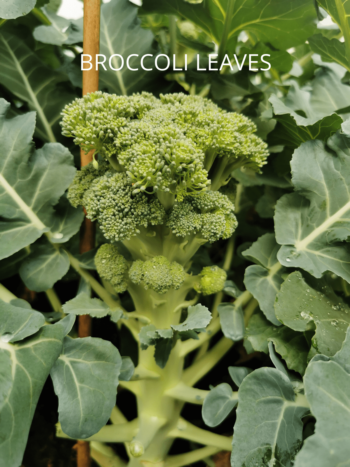 A stalk of broccoli with many leaves on the sides.