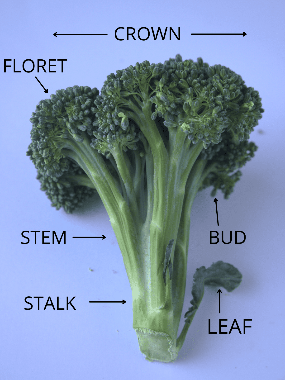The broccoli plant with each part labeled.