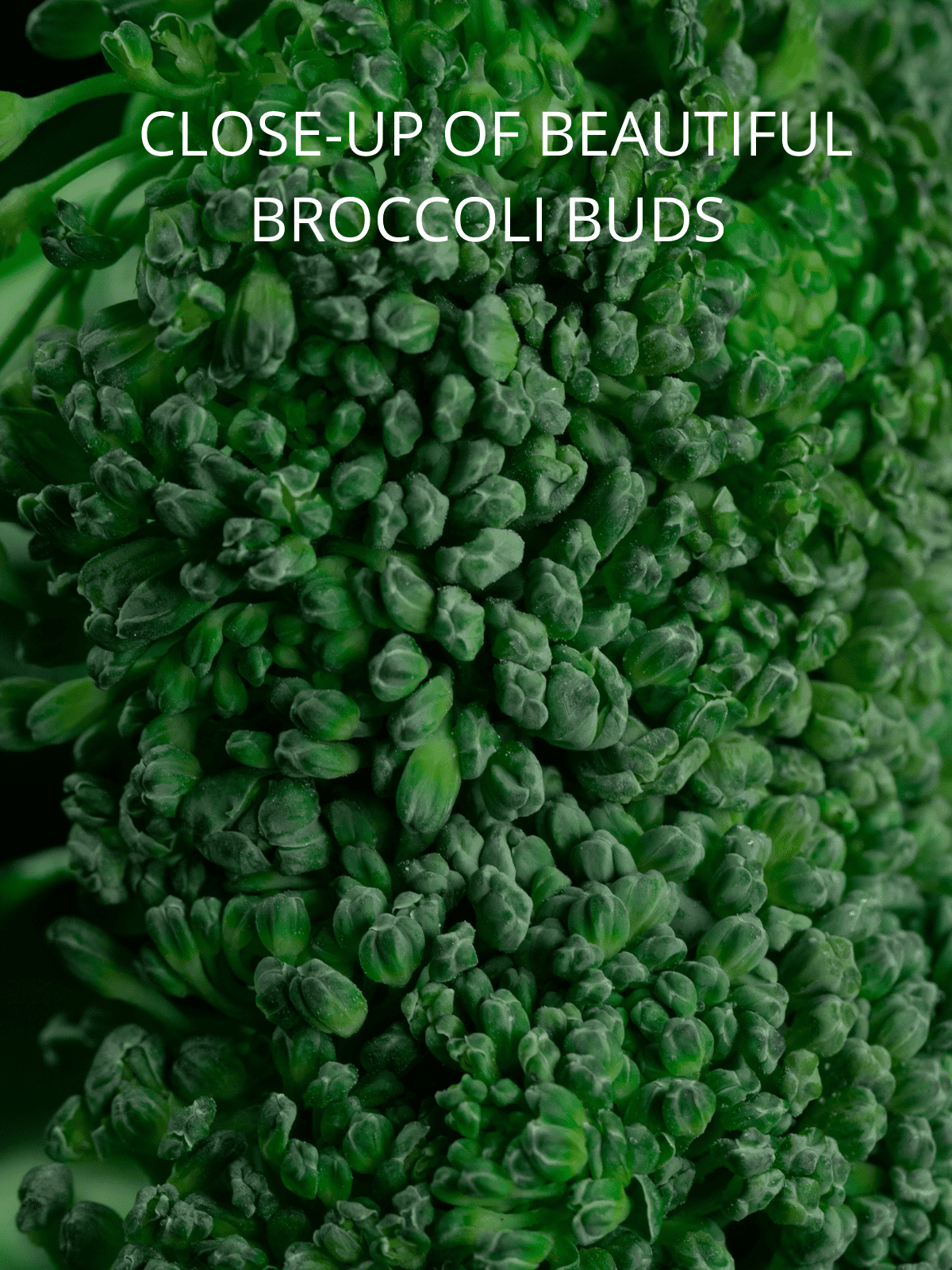 Closeup of the buds on the crown of broccoli.