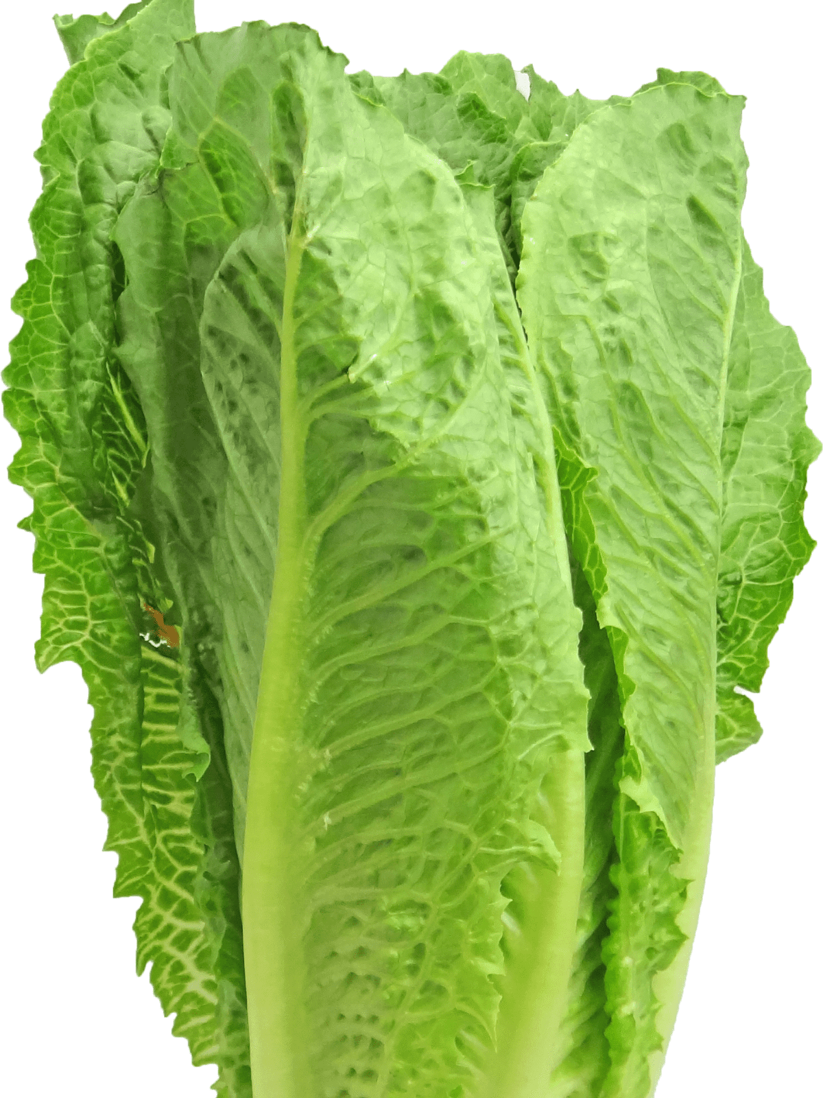 A large head of romaine lettuce. 