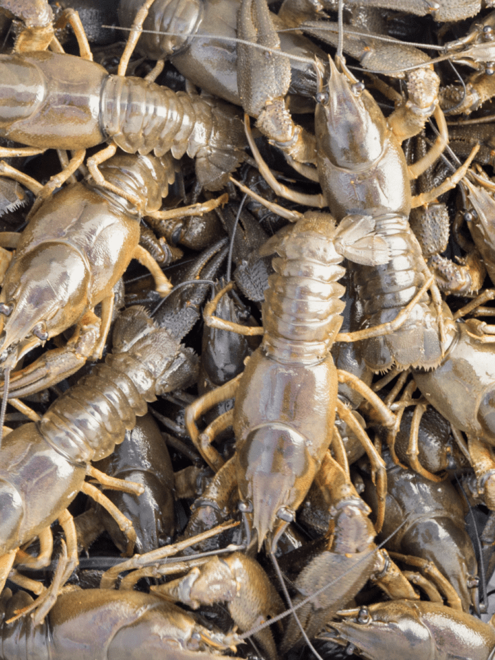 How Many Pounds of Crawfish Per Person? The Short Order Cook