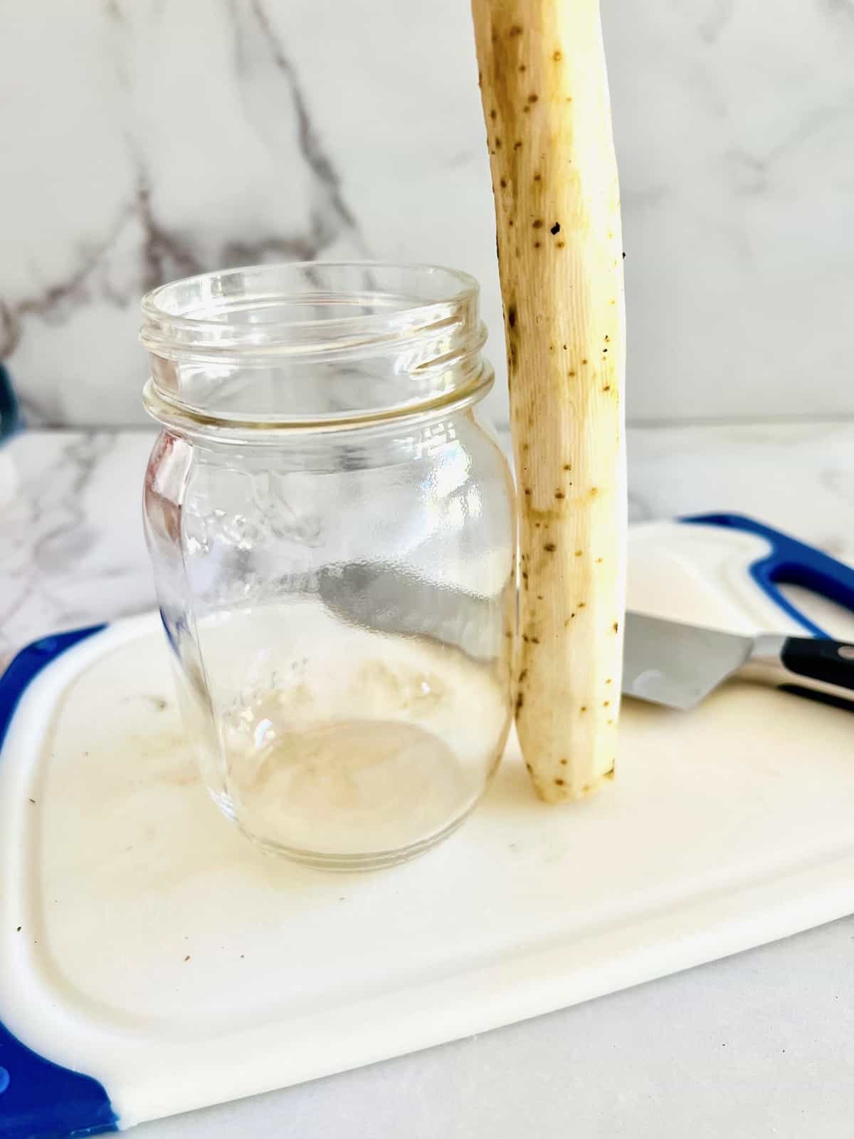Holding the peeled burdock root next to the mason jar to judge where to cut.