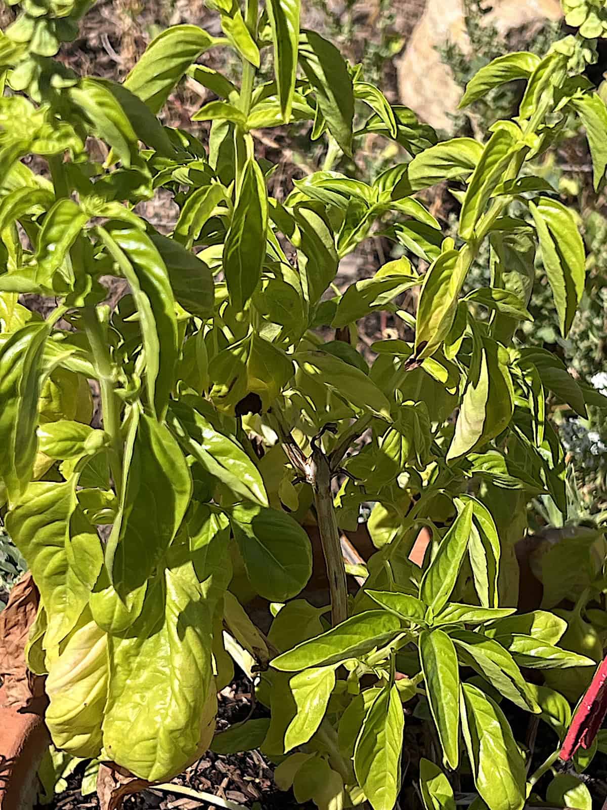 Basil plant in a garden ready to pick the leaves to make last batch of summer pesto sauce.